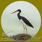 لک لک سیاه